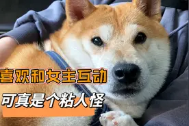 今天带着柴犬金胖去小院上班，闲暇之余和女主人互动，十分有趣视频封面
