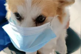 猫狗确实会感染新冠，总是遮遮掩掩，不如一次把它说明白视频封面