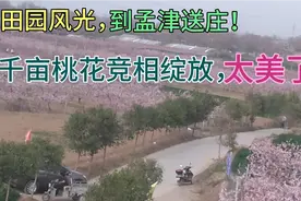 洛阳市孟津县送庄镇白鹿村，千亩桃花竞相绽放，漂亮！美不胜收！视频封面
