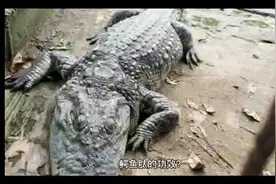 鳄鱼肽的功效？