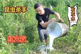 红火蚁咬伤人, 小伙用“石灰水” 全倒进火蚁窝,  瞬间沸腾全杀？视频封面