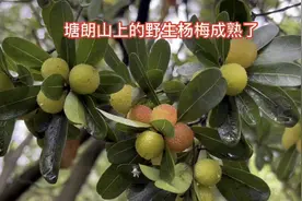 深圳塘朗山上的野生杨梅成熟了，周末去走山，暴雨过后！视频封面