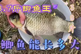 湖南钓鱼人钓到3.7斤鲫鱼王，突破极限了吗？最大的鲫鱼有多大