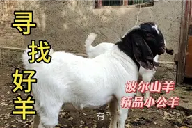 带大家欣赏两只波尔山羊中的精品小公羊，看看与低代波杂有何区别视频封面