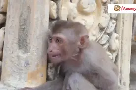 小猴子，你在跟谁说话呢视频封面