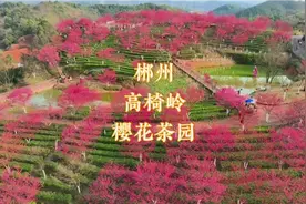 郴州高椅岭丹霞地貌早樱花有其独得美与茶园交错有致的自然风光视频封面