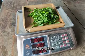 一斤茶青有多少颗芽头？这样的茶青制成一斤茶也需要上万颗嫩芽了视频封面