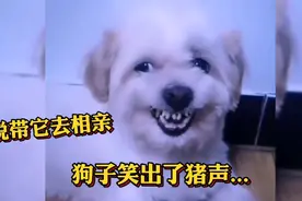 【搞笑配音】说带狗子去相亲，于是它高兴的笑出了猪声＃搞笑挑战视频封面