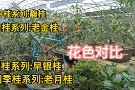 丹桂金桂银桂四季桂各一个品种花色对比。其它绿蓝紫都是骗人的视频封面