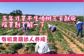 五年寸草不生，喷树三天就死，除草剂草甘膦你了解多少？视频封面