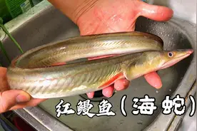 广东人吃海鱼真厉害，胖江教你海鳗鱼潮汕做法，鱼肉鲜嫩入味