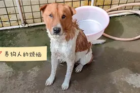 养狗人的烦恼，狗子染上了蜱虫难根治，给它洗澡驱虫视频封面