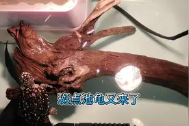 这个温度养斑点池龟才合适，食欲好就长得快。