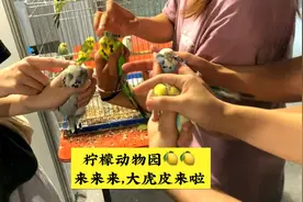 大头宝宝虎皮鹦鹉视频封面