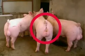种猪的肉能吃吗？