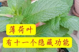 普普通通的薄荷叶，竟然隐藏了十一个功能，为我解决了许多小困扰视频封面