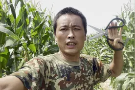玉米砍头真能高产吗？砍过头的人说出真实情况，掌握技巧很重要
