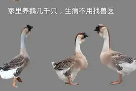 家里养鹅几千只，生病不用找兽医，老兽医不外传的秘诀视频封面