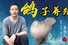 鸽子的寿命有多长，关键还得看养鸽人的精心饲养和管理视频封面