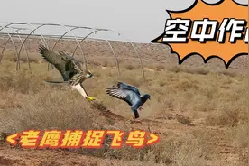 空中大战！老鹰捕捉飞鸟 一场震撼的空中对决视频封面