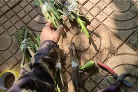 湖南朋友要的“大波大玛”无花果高压苗，赠送6个品种枝条练练手视频封面