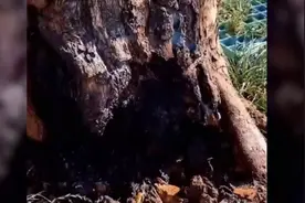 罕见！河南地面温度75摄氏度，南京树木自己燃烧。为何如此反常！视频封面