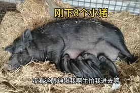 林区哥们关系真铁，朋友家母猪生8个猪崽真可爱，抓2个直接送我视频封面