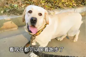 新到家的拉布拉多，从不敢出门到出门跑步，铲屎官用了两天时间视频封面