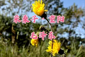 《采桑子·重阳》毛泽东，人生易老天难老，岁岁重阳，今又重阳。视频封面