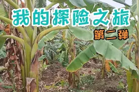 重庆打工仔第一次看到怎样生产出香蕉视频封面