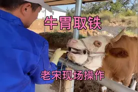 牛胃取铁，取出来一根大铁钉，老宋现场操作讲解，保证一学就会视频封面