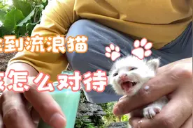 捡到三只刚出生还不会走的小猫咪，该怎么办。视频封面