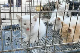 小猫被主人拿来卖，2块钱一只都没人要，小猫一直在叫真的太可怜视频封面