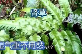 山里的这种“壮腰草”，价值高，有很多妙用，对身体有很大的帮助视频封面