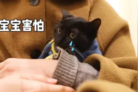新来的流浪小猫害怕孤独不停嚎叫，铲屎官只好搂在怀里慢慢哄视频封面