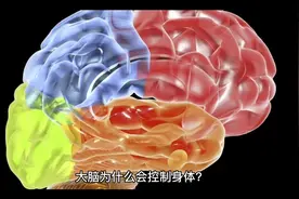 大脑会控制身体？