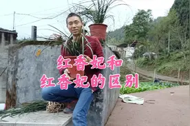 养兰人介绍原产地红香妃兰草的区分，不同品种红香妃特征视频封面