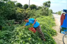 今天到达黄冈市麻城市歧亭镇，路边有很多野苋菜，小哥摘点中午吃视频封面