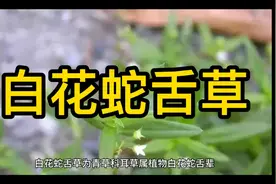 白花蛇舌草