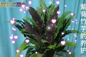 紫背竹芋的日常养护视频封面