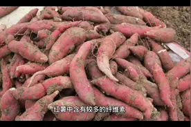 生吃红薯好不好？奇怪的生活小故事视频封面