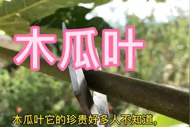 木瓜叶它的珍贵好多人都不知道，知道后再也不会便秘了视频封面