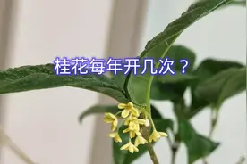 桂花每年开几次视频封面