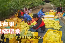 南宁坛洛释迦果园，三百多棵果树收入十多万，果农发财了视频封面