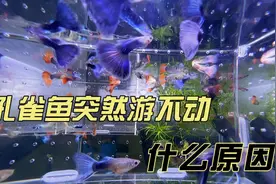 饲养的孔雀鱼突然游不动了，这是咋回事呢视频封面