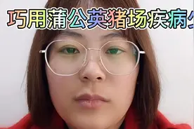 巧用蒲公英猪场疾病少视频封面