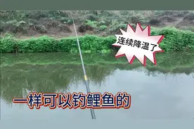 重庆连续降温10度太冷了，打窝4 分钟左右就上鲤鱼了视频封面