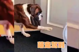 小动物怪异行为大赏，铲屎官都蚌埠住了！视频封面
