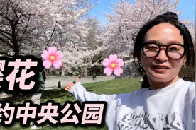 纽约中央公园，樱花🌸盛开高峰期，错过要等一年，免费看指南版视频封面
