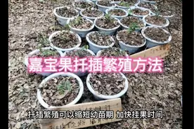 嘉宝果的扦插繁殖方法视频封面
